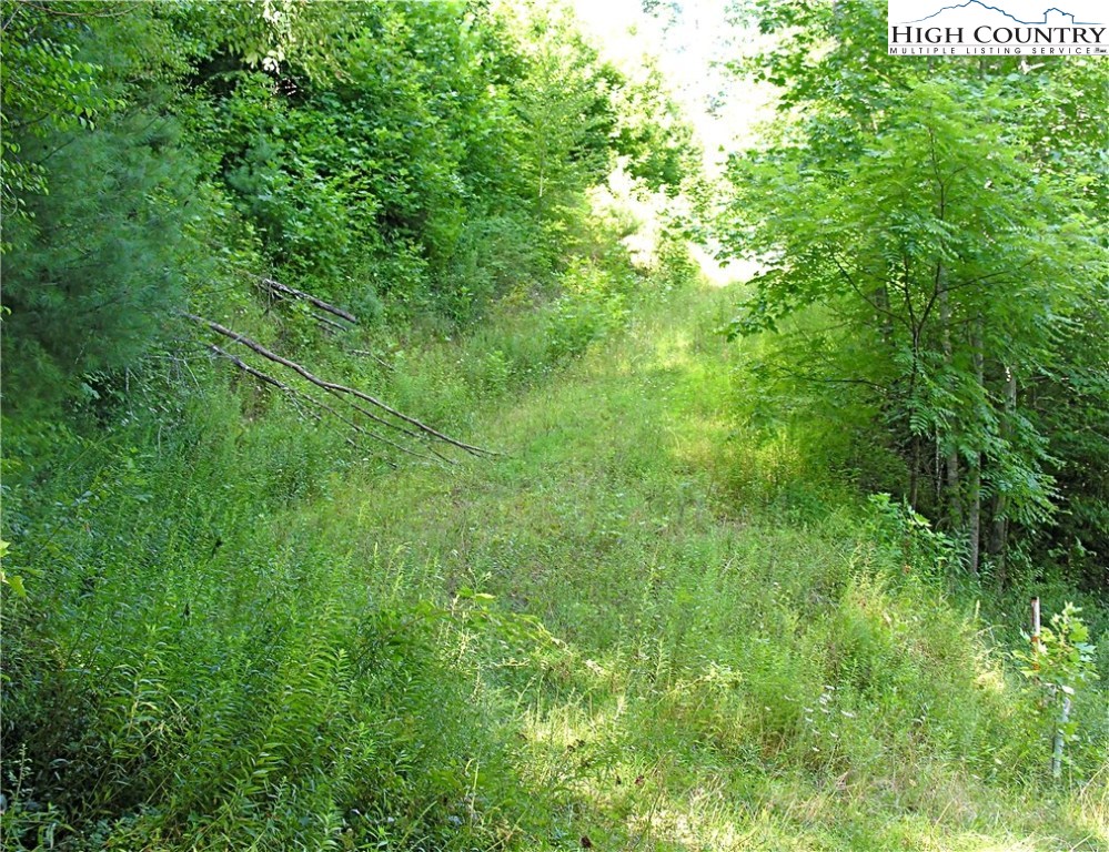 Ira Powers Road Lansing, NC 28643 - Photo 3 of 8 a view of a lush green space
