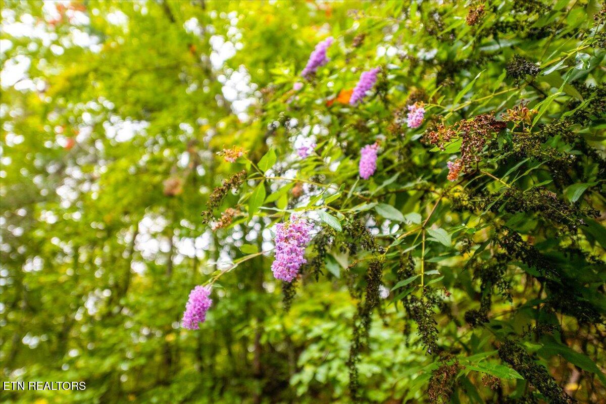 154 Glassboro Drive Oak Ridge, TN 37830 - Photo 11 of 50 04-Glassboro