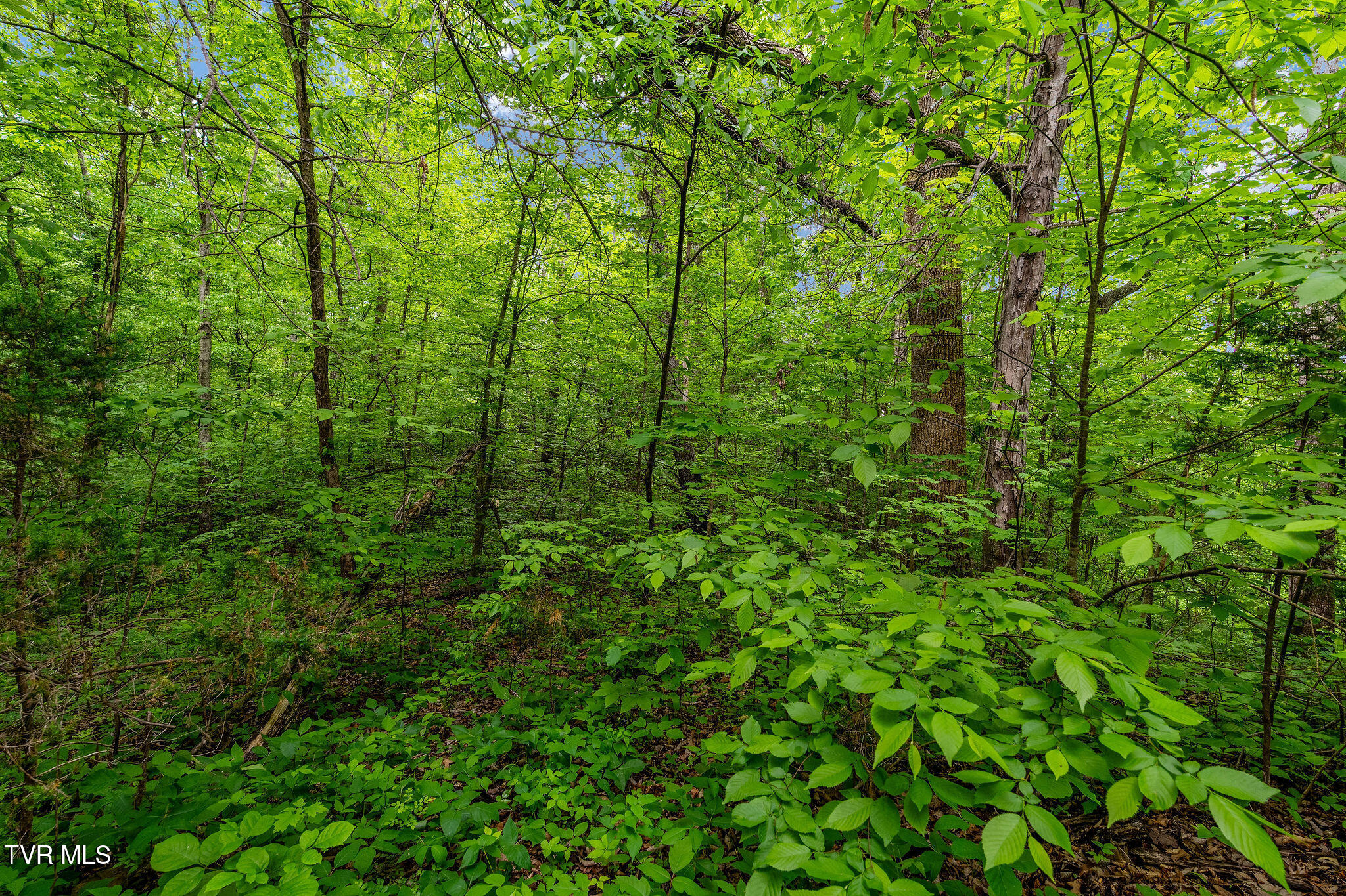 Tbd Wattenbarger Gap Road Greeneville, TN 37745 - Photo 15 of 41 DSC08318