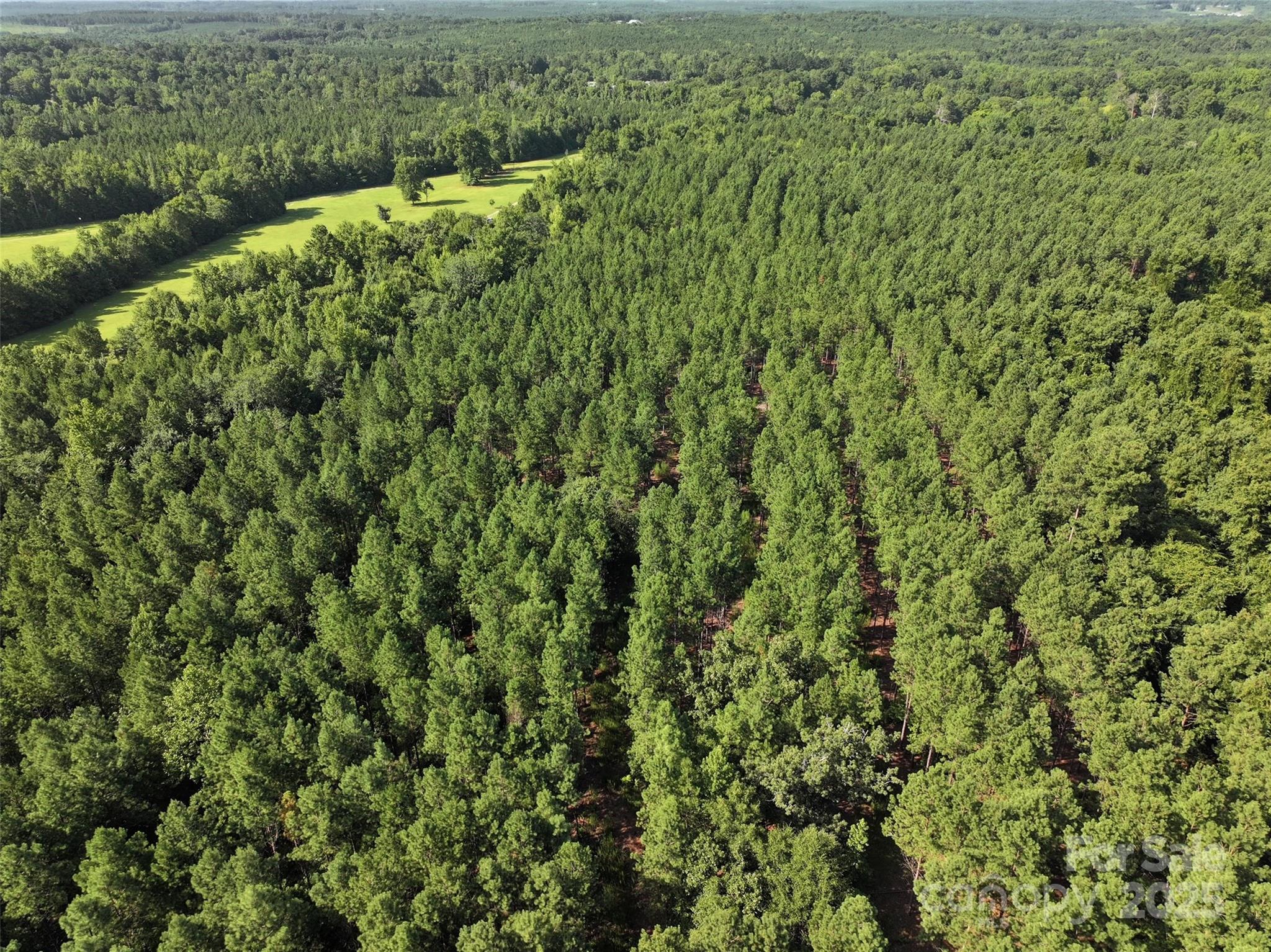 0 Chesterfield Road Wadesboro, NC 28170 - Photo 3 of 8 a view of a forest with a street