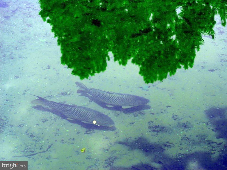 895 Fishers Road Toms Brook, VA 22660 - Photo 12 of 28