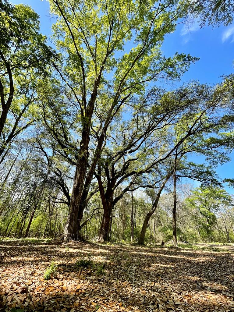 644 Bruner Road Dothan, AL 36301 - Photo 8 of 34 Some trees are 5 foot in diameter