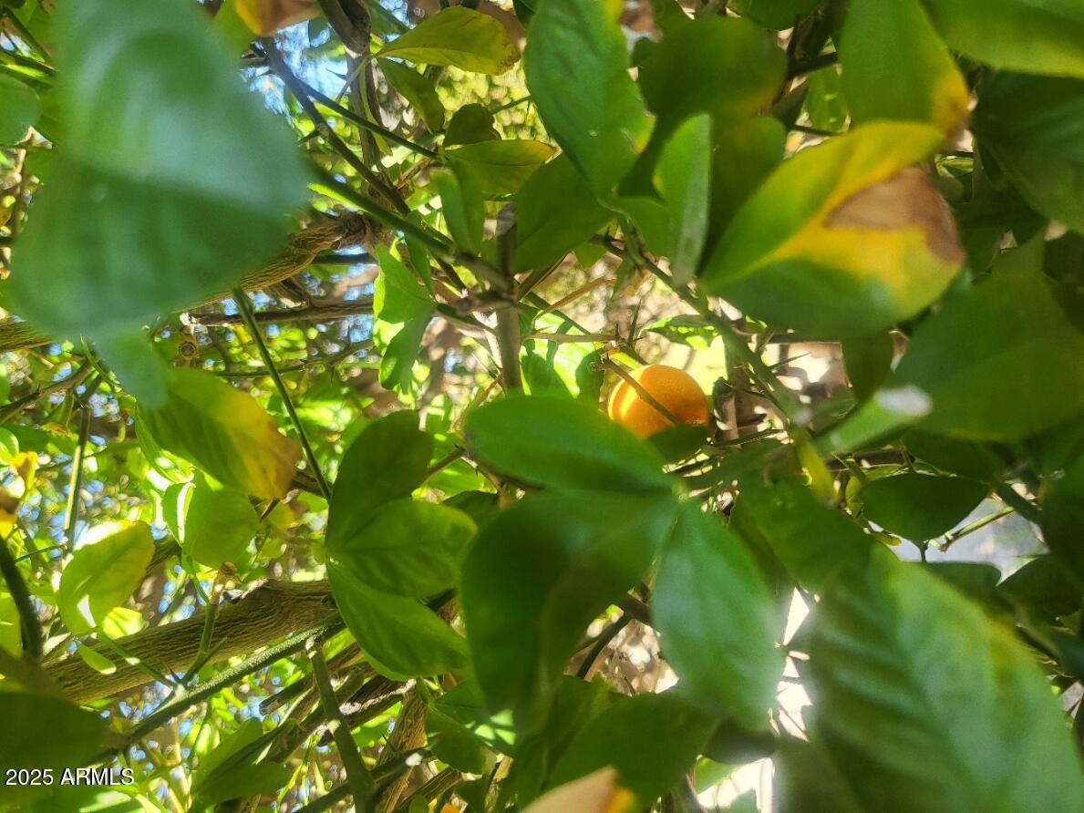 17200 West Bell Road, Unit 2301 Surprise, AZ 85374 - Photo 29 of 29 a view of a tree