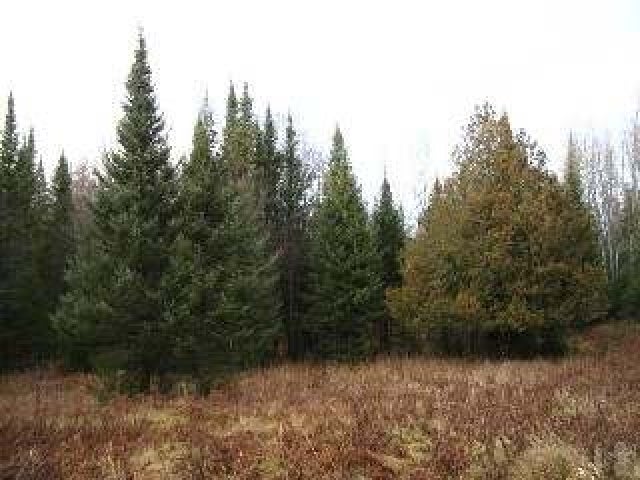 73556 Morse Road Glidden, WI 54527 - Photo 10 of 15 Gallery Image 10