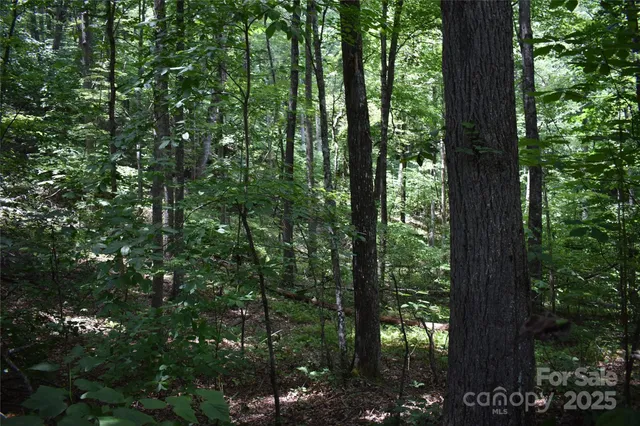a view of a yard with trees in the background