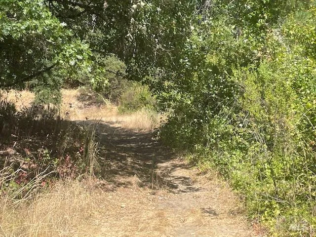 a view of a tree with a yard