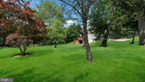 a view of a park with a tree