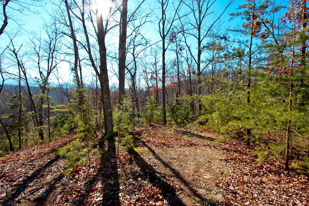 4401 Wilhite Road Cosby, TN 37722 - Photo 2 of 28 IMG_9374