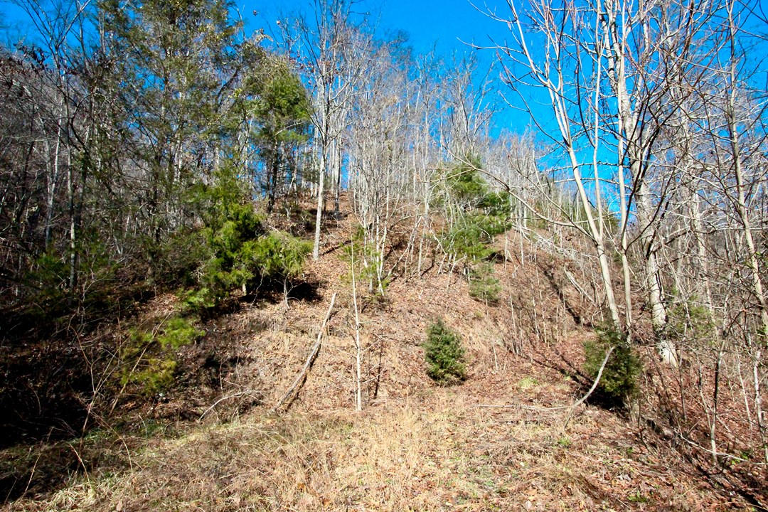 4401 Wilhite Road Cosby, TN 37722 - Photo 13 of 28 IMG_9363