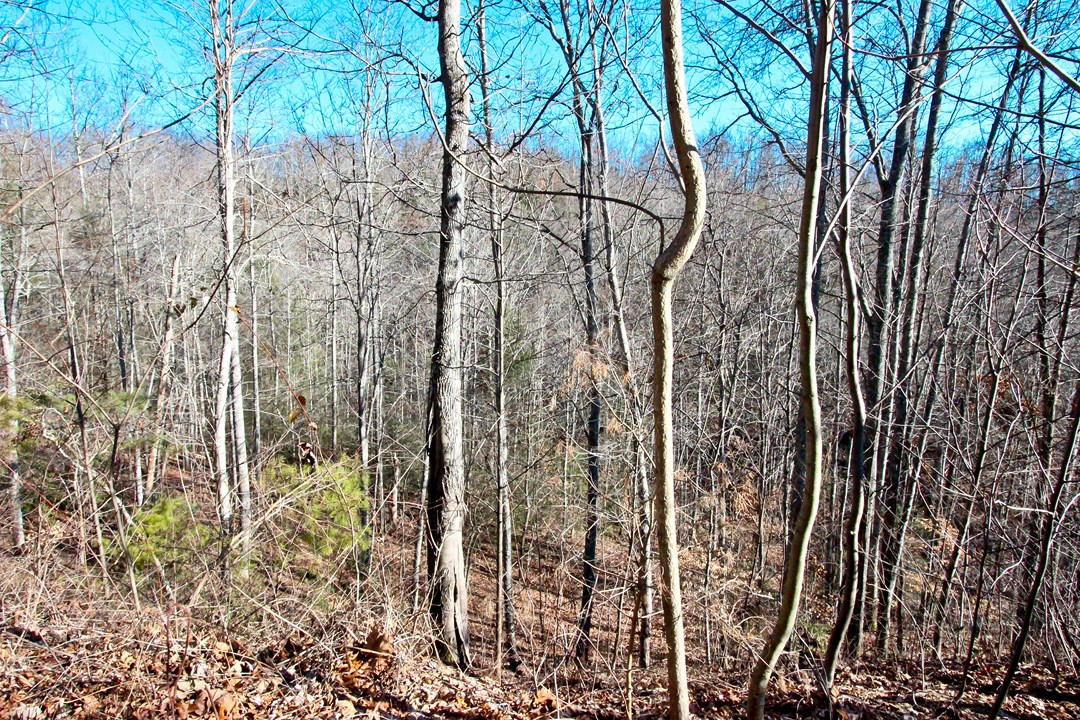 4401 Wilhite Road Cosby, TN 37722 - Photo 14 of 28 IMG_9364