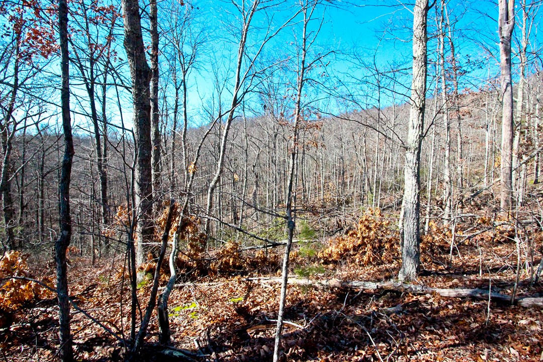 4401 Wilhite Road Cosby, TN 37722 - Photo 18 of 28 IMG_9368