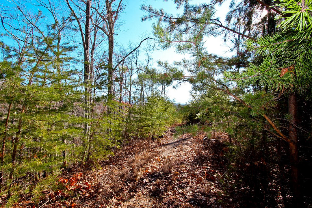 4401 Wilhite Road Cosby, TN 37722 - Photo 20 of 28 IMG_9370