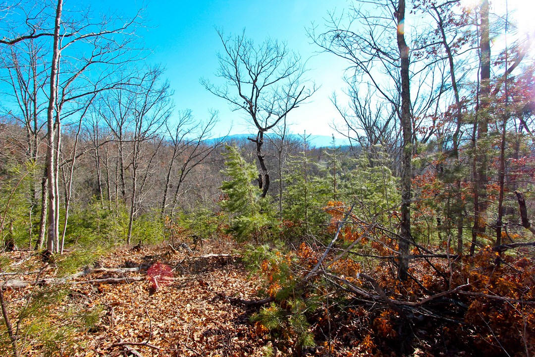 4401 Wilhite Road Cosby, TN 37722 - Photo 3 of 28 IMG_9375