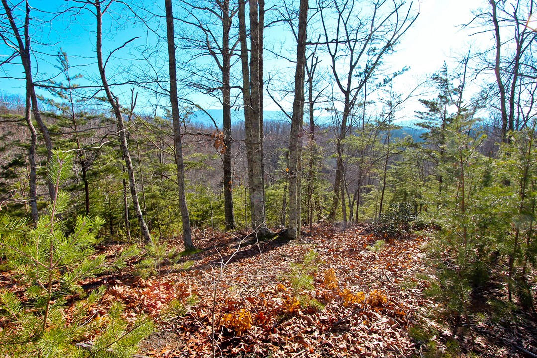 4401 Wilhite Road Cosby, TN 37722 - Photo 21 of 28 IMG_9371