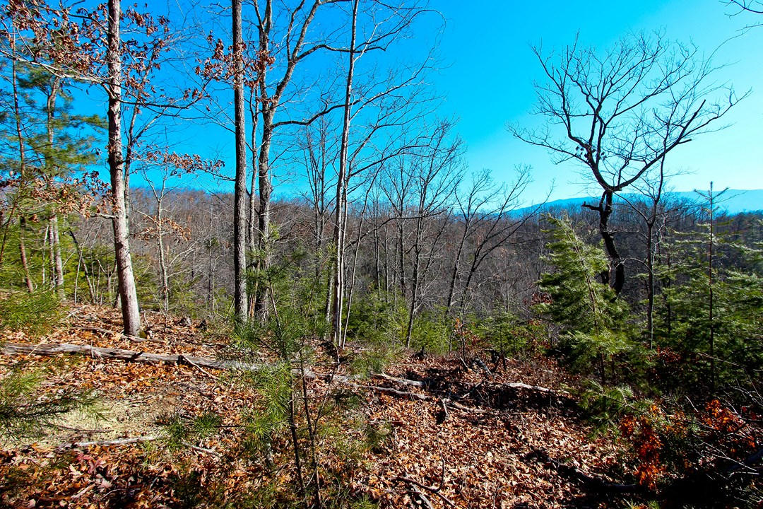 4401 Wilhite Road Cosby, TN 37722 - Photo 4 of 28 IMG_9376