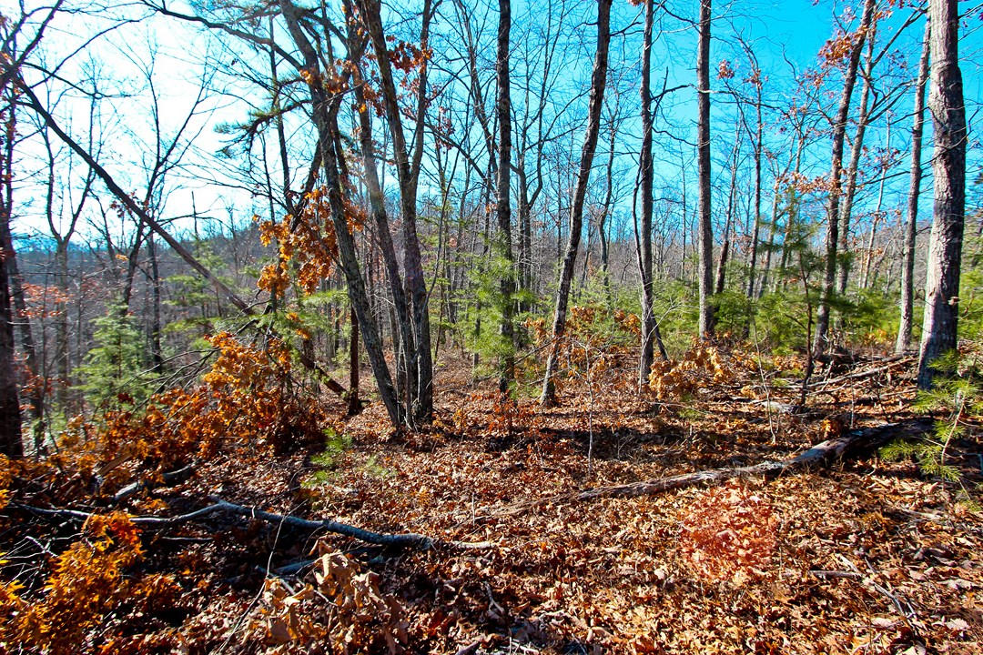4401 Wilhite Road Cosby, TN 37722 - Photo 5 of 28 IMG_9377