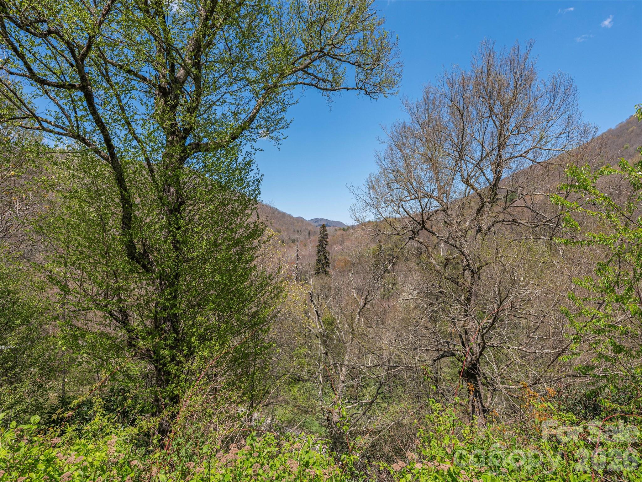 240 Plott Balsam Road Maggie Valley, NC 28751 - Photo 3 of 24 a view of a forest
