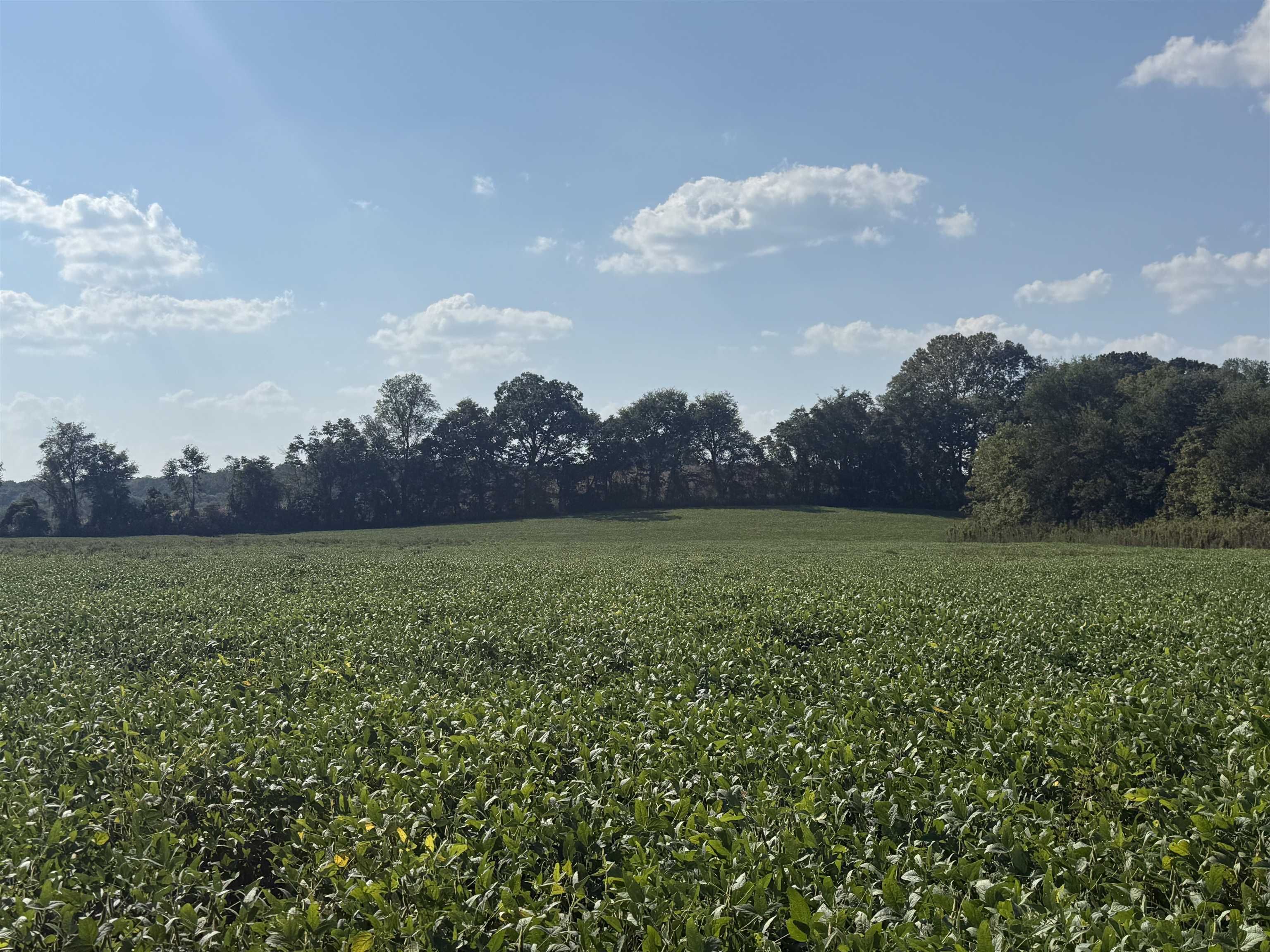0 Mt Carmel Road Decaturville, TN 38329 - Photo 23 of 31