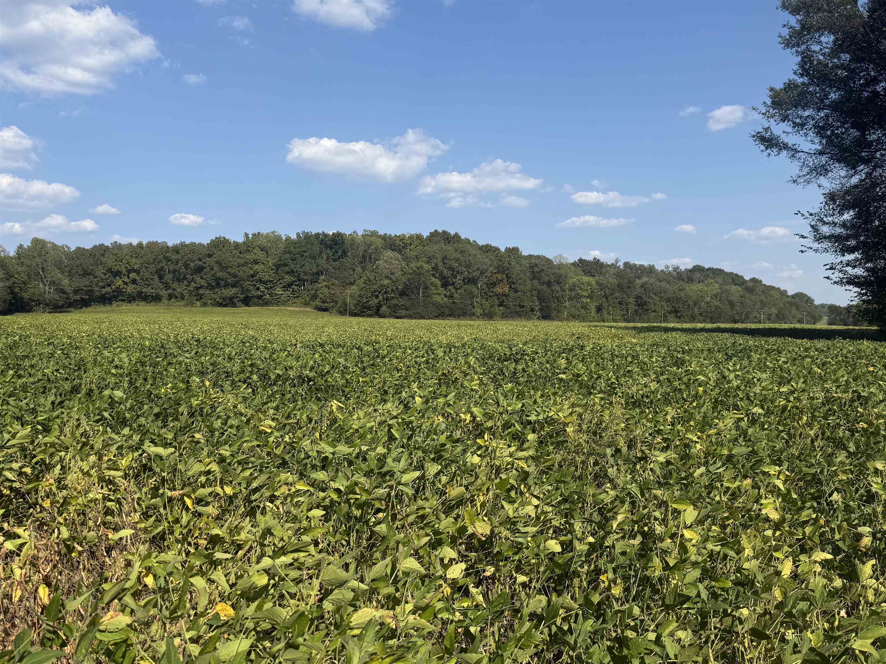 0 Mt Carmel Road Decaturville, TN 38329 - Photo 27 of 31