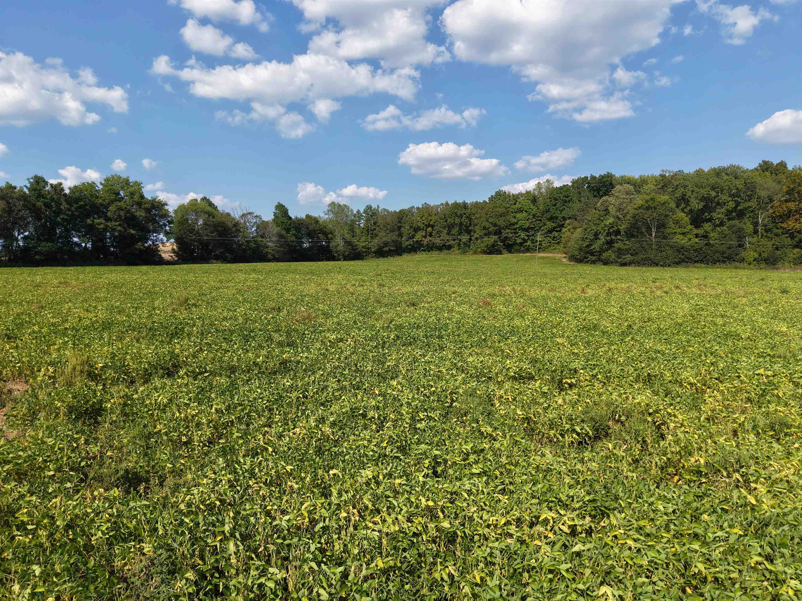 0 Mt Carmel Road Decaturville, TN 38329 - Photo 3 of 31