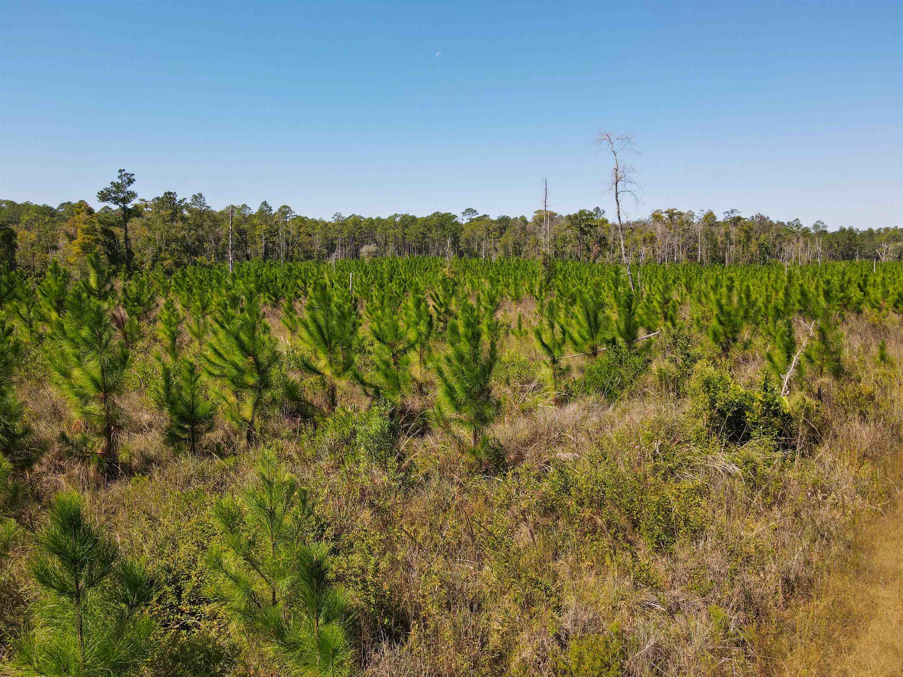 0 Southwest Mount Gilead Road Greenville, FL 32331 - Photo 32 of 33