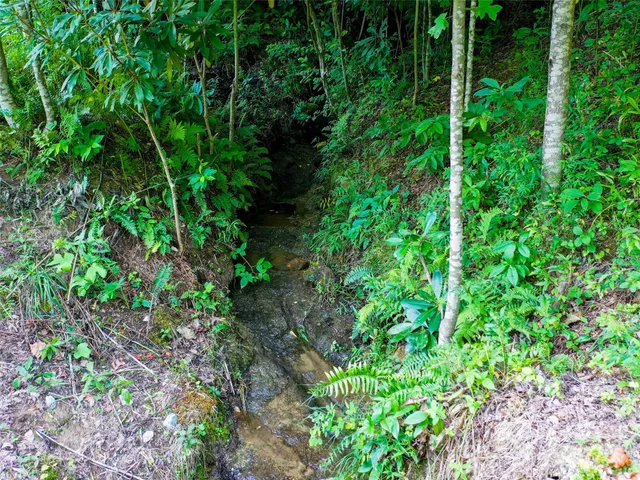a plant view in yard