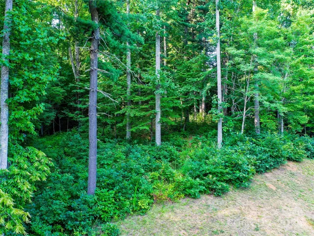 a view of a lush green forest