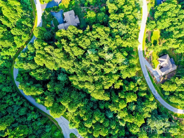 a view of a plant with a tree