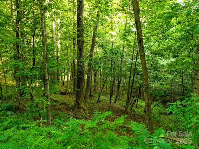 a green yard with lots of trees