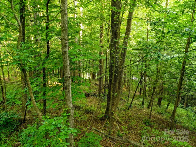 a view of a lush green forest