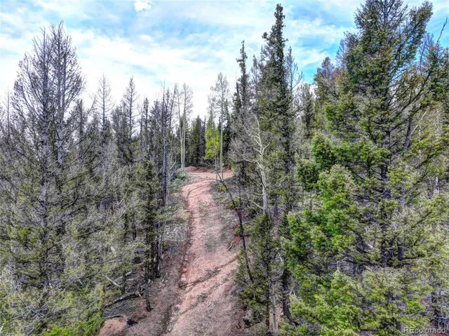 a view of a forest with trees