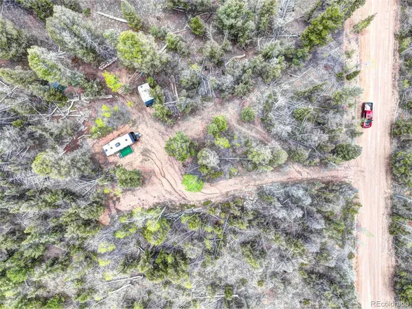 a view of a forest with trees in the background