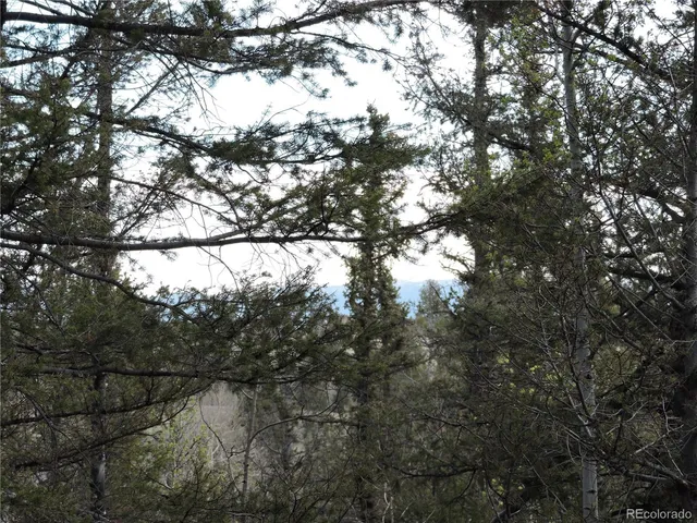 a view of a forest with a tree