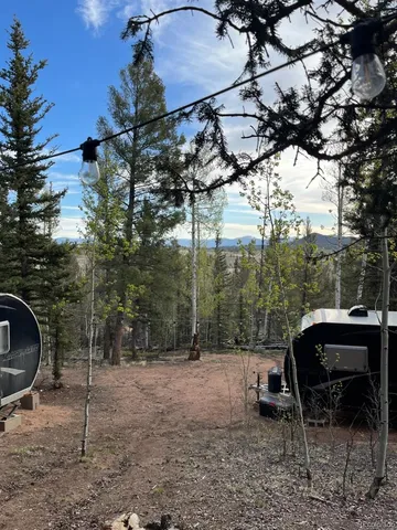 a view of a forest filled with trees