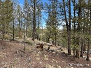 258 Old Squaw Road Como, CO 80432 - Photo 22 of 36 a view of a forest filled with trees