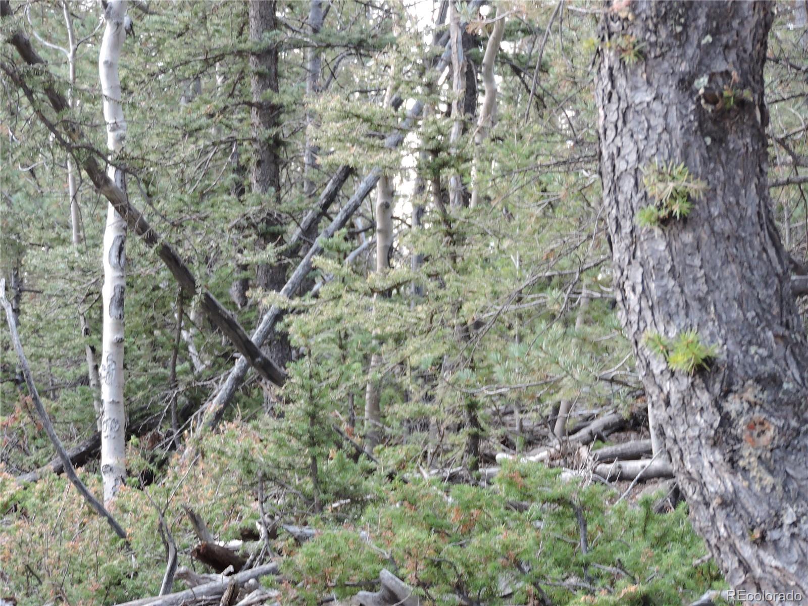 258 Old Squaw Road Como, CO 80432 - Photo 30 of 36 a view of a forest with a tree