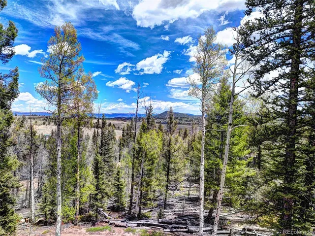 a view of a forest filled with trees