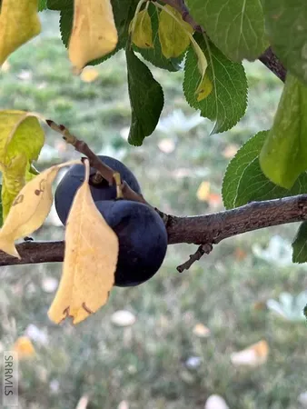 $395,000 | 2252 East 300 North, St. Anthony, ID 83445