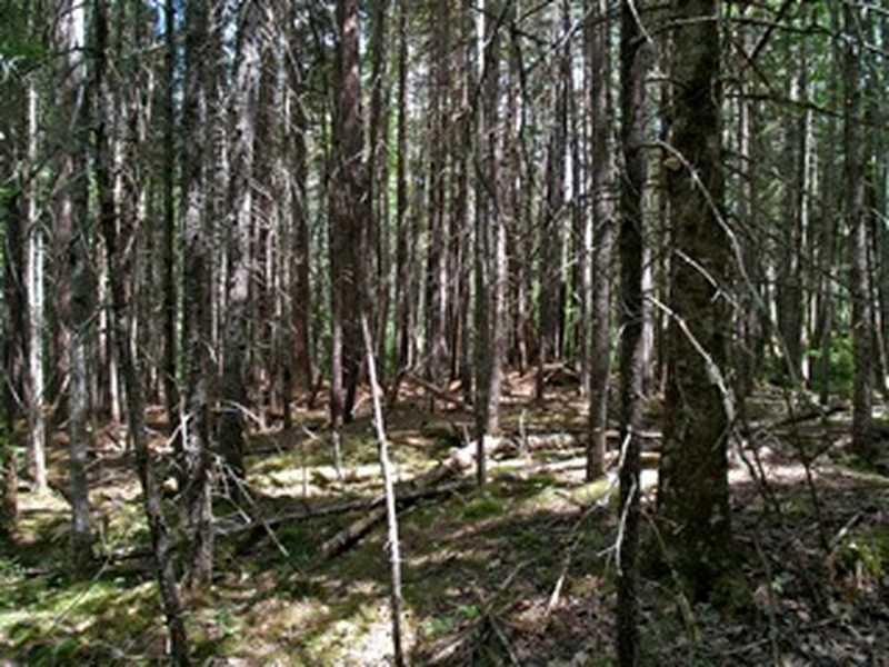 Lot 0 Velvet Road Deblois, ME 04622 - Photo 16 of 23 Land/Lot.