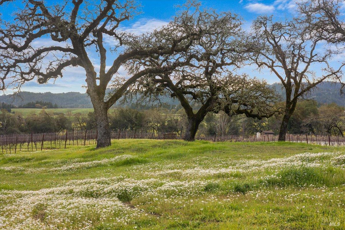 910-920 Lytton Springs Road Healdsburg, CA 95448 - Photo 28 of 59 Lytton Springs visual and passionate magic