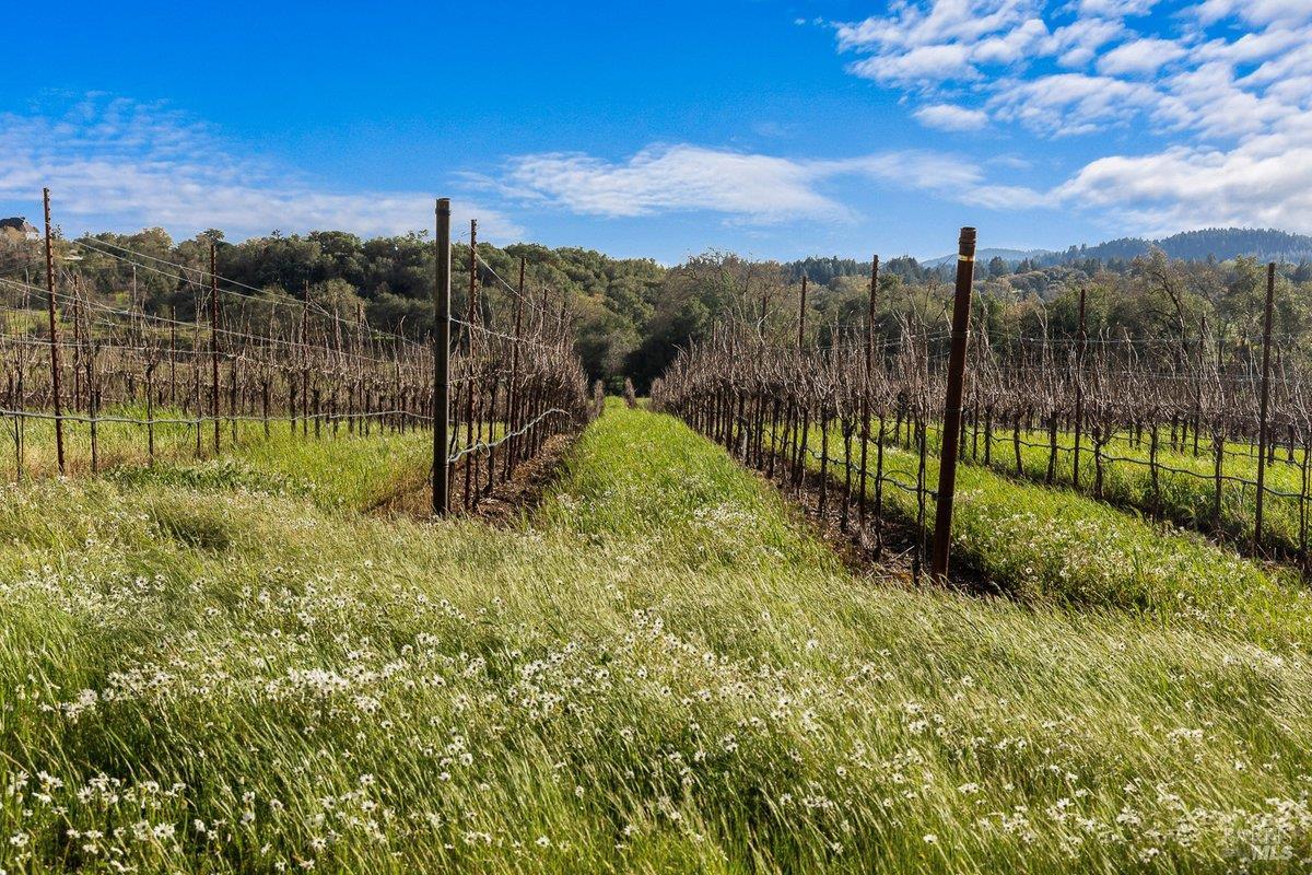 910-920 Lytton Springs Road Healdsburg, CA 95448 - Photo 52 of 59 a view of a garden with a large trees