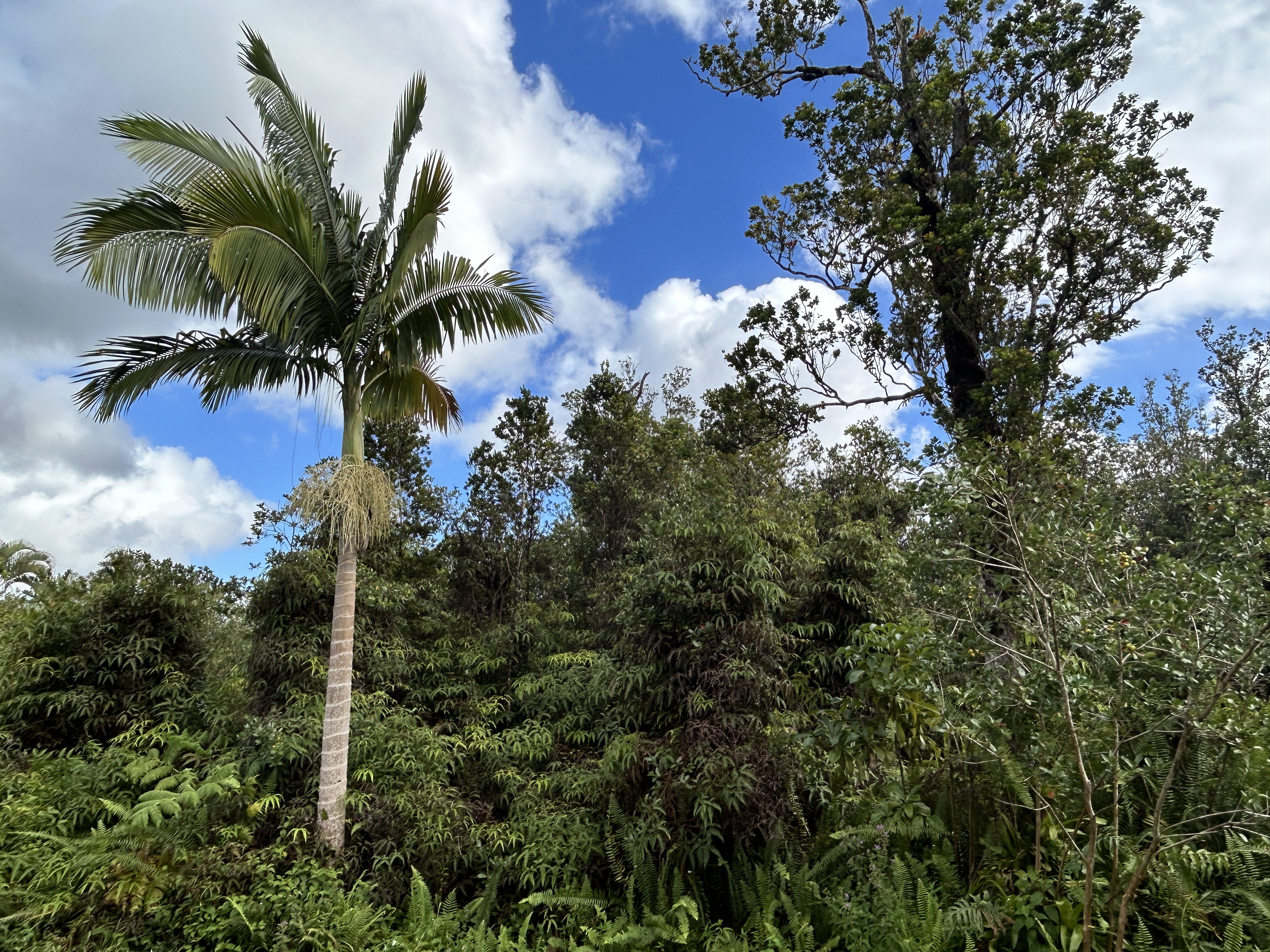 11-1834 Kolea Street Mountain View, HI 96771 - Photo 30 of 30 a view of a palm tree