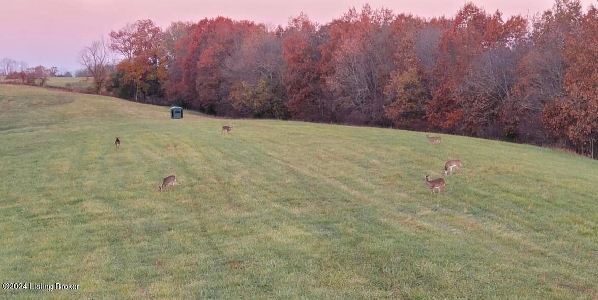 0 Timber Creek Road, Unit TRACT B Bloomfield, KY 40008 - Photo 15 of 18 roaming deer dusk