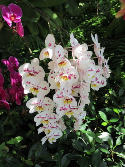 2018 South Federal Highway, Unit A301 Boynton Beach, FL 33435 - Photo 32 of 32 a bunch of flowers flowers in lot of flower