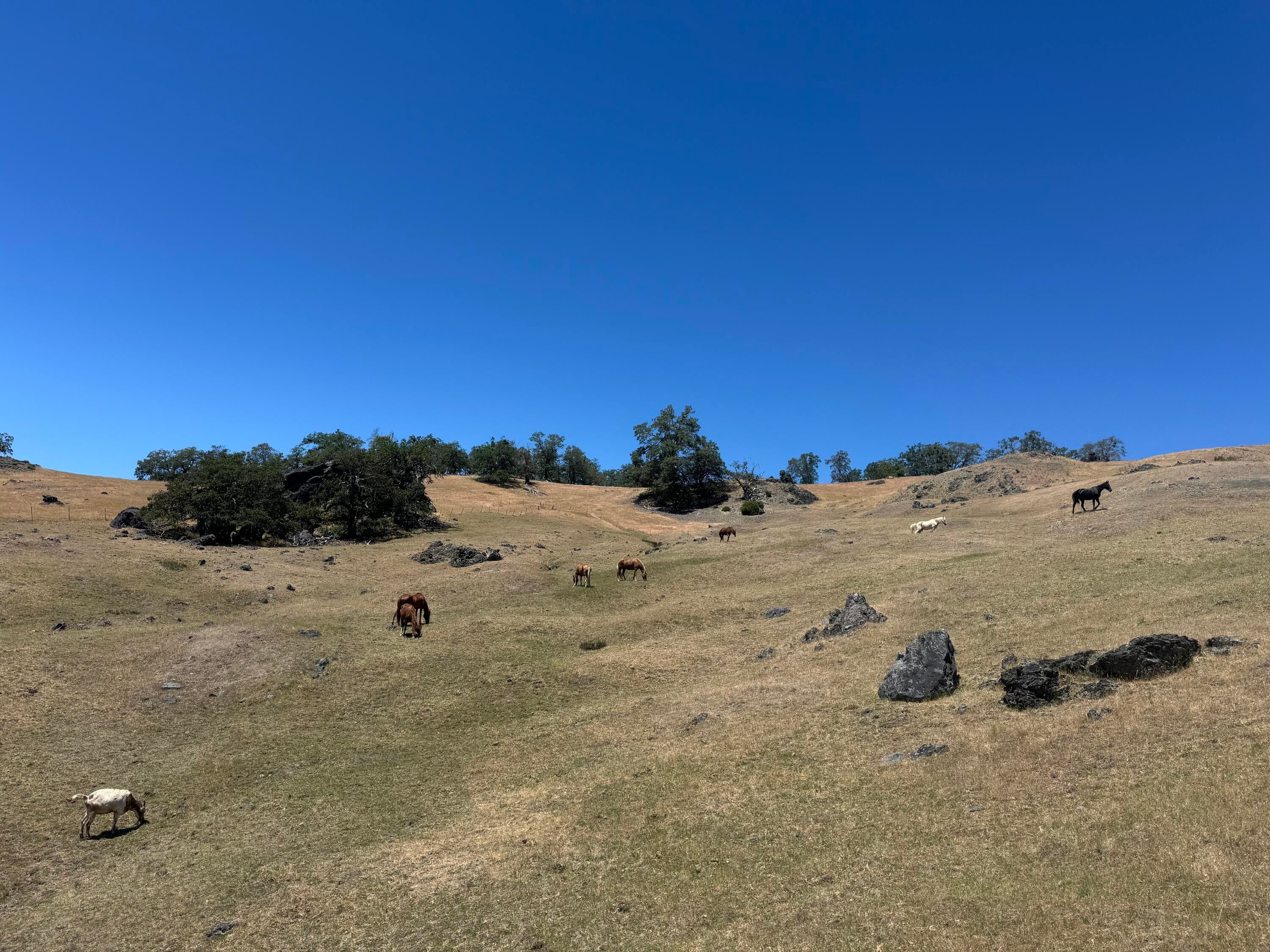12575 Buck Mountain Road Bridgeville, CA 95526 - Photo 23 of 30 Gallery Image 23