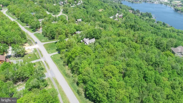 a view of a lush green forest with lots of trees