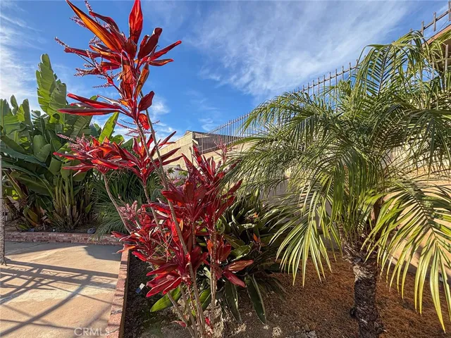 a picture of a plant