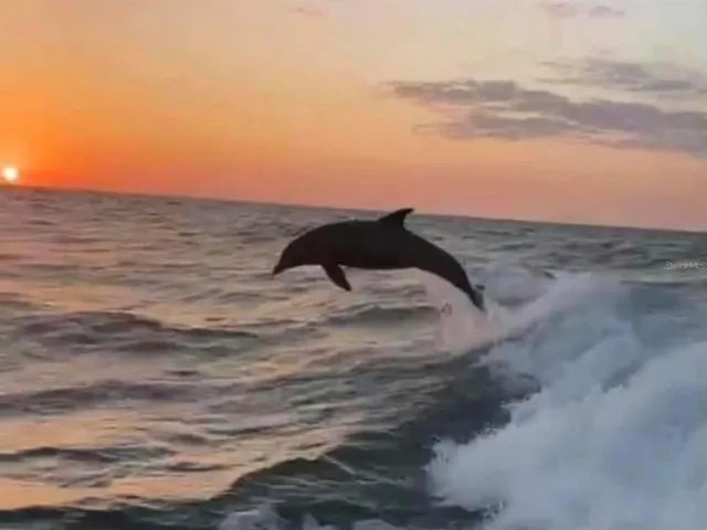 $3,900 | 4908 Harbor Woods Drive, Palm Harbor, FL 34683