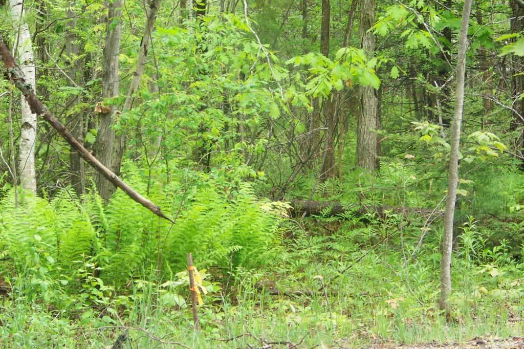 Lot 12 Wakefield Road West Newfield, ME 04095 - Photo 2 of 5 Photo