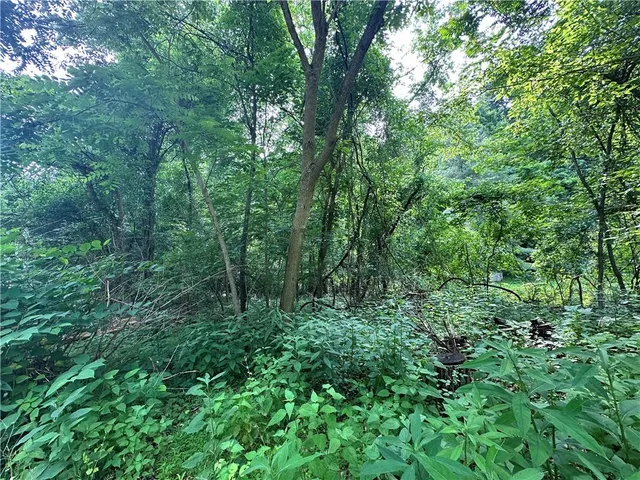a view of a lush green forest